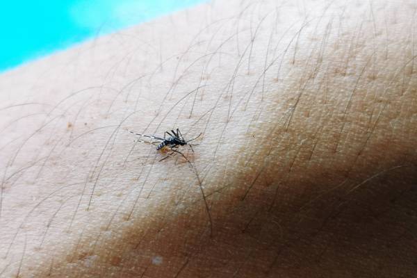 Mosquito FAQs-Female mosquitoes feed on blood-Croach Pest Control-600x400