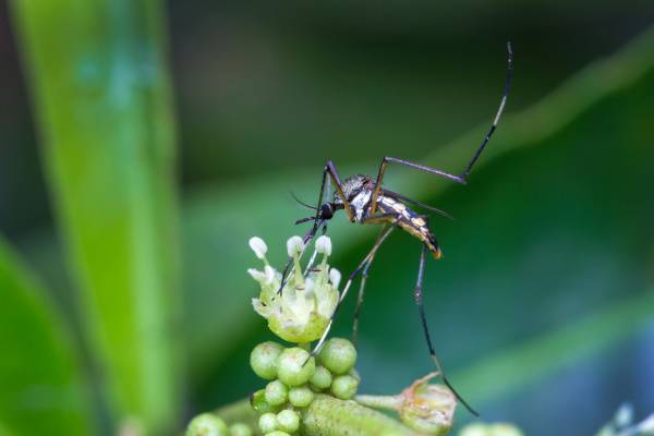 Male mosquito feeding on a nectar