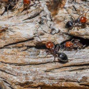 Carpenter Ants-Lakewood CO-Croach Pest Control-300x300