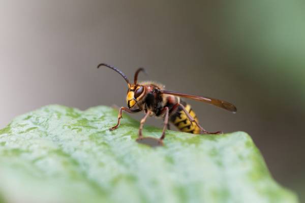 European Hornet on a Leaf - Get Rid of Wasps in Charlotte NC - Croach Pest Control 600x400