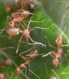 Fire Ants on a Leaf - Ant Exterminator - Croach Pest Control - Greenville Columbia NC SC 800x400