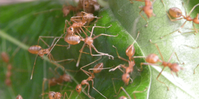 Fire Ants on a Leaf - Ant Exterminator - Croach Pest Control - Greenville Columbia NC SC 800x400