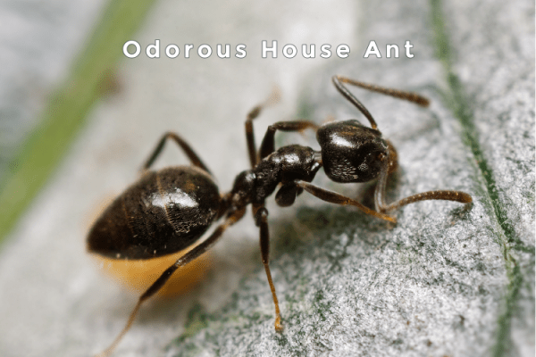 Salt Lake City Ant Exterminators - Odorous House Ant - Croach Pest Control - 600x400