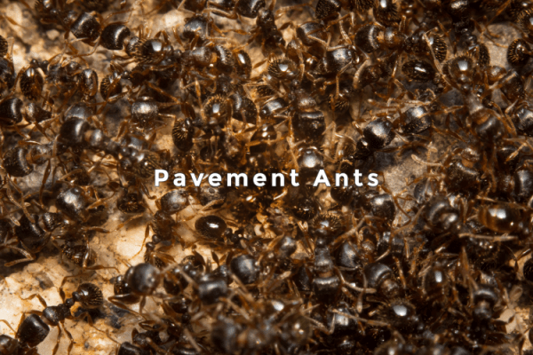 Pavement Ants - Salt Lake City, Utah - Croach Pest Control - 600x400