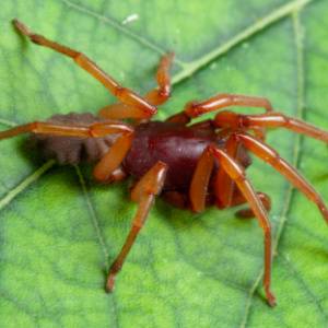 Woodlouse-Spider-Boulder-CO-Croach-Pest-Control-300x300-1.jpg