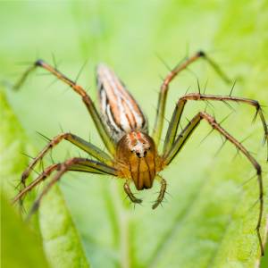 Yellow Sac Spider-Aurora CO-Croach Pest Control-300x300