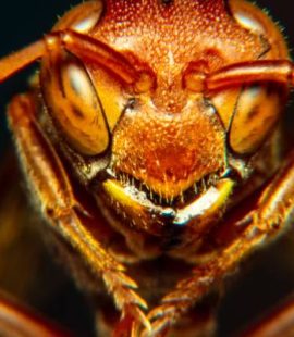 European Hornet Up Close - Get Rid of Wasps in North and South Carolina - Croach Pest Exterminators 800x400
