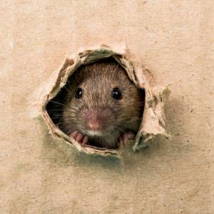 Rat in a Box-Croach Pest Control-Boise ID-300x300