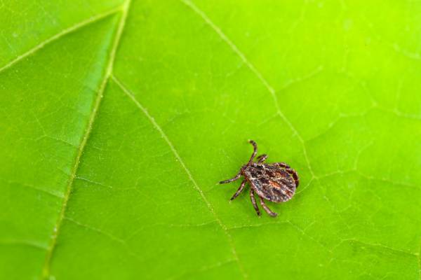 Ticks - Wood Tick Crawling on a Leaf - Croach Pest Control 600x400