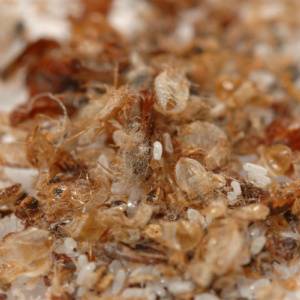 Bed Bug Control-Image of exoskeletal debris and eggs-Boise ID-Croach Pest Control-300x300