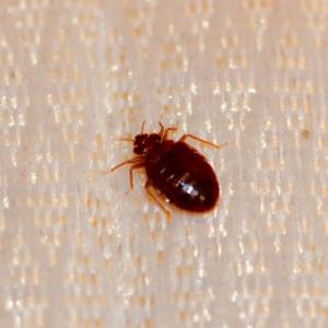 Bed Bug Bites Pictures-nymph on mattress-Spokane-Post Falls-Croach Pest Control-300x300