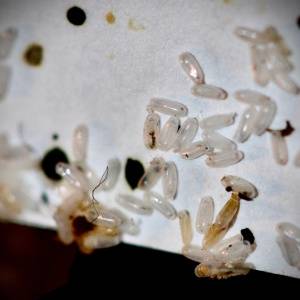 Bed Bug Images-eggs and fecal matter on mattress-Salt Lake City UT-Croach Pest Control-300x300