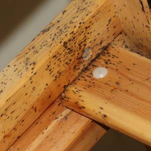 Bed Bug Treatment-Bed Bug Signs on Furniture-Charlotte, NC-Croach Pest Control-300x300