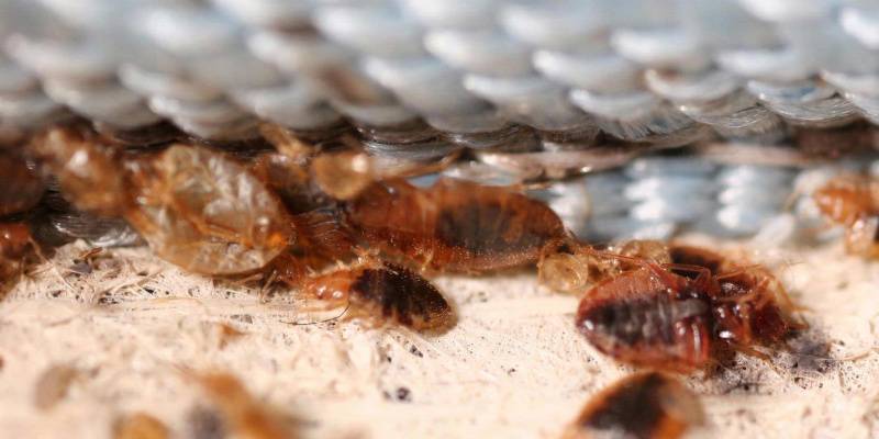 How to Prevent Bed Bugs - Fecal Under Mattress 800x400