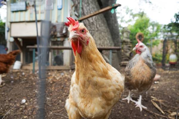 Backyard Chicken Coops attract rodents-Beaverton OR-Croach Pest Control-600x400