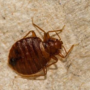 Bed Bug Control-Adult Bed Bug-Boise-Croach Pest Control Services-300x300