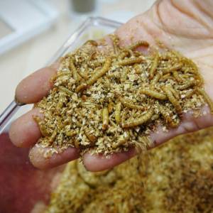 Food Contamination-Larva in the Grain-Croach Pest Control-Post Falls-Spokane-300x300