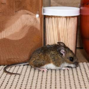 Food Contamination-Mouse in the Pantry-Croach Pest Control-Post Falls-Spokane-300x300