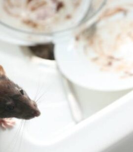Food Contamination-Rat in Messy Sink-Croach Pest Control-Post Falls-Spokane-800x400