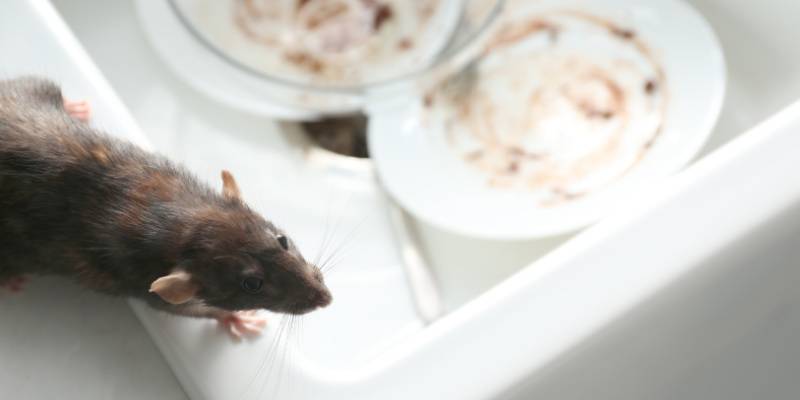 Food Contamination-Rat in Messy Sink-Croach Pest Control-Post Falls-Spokane-800x400