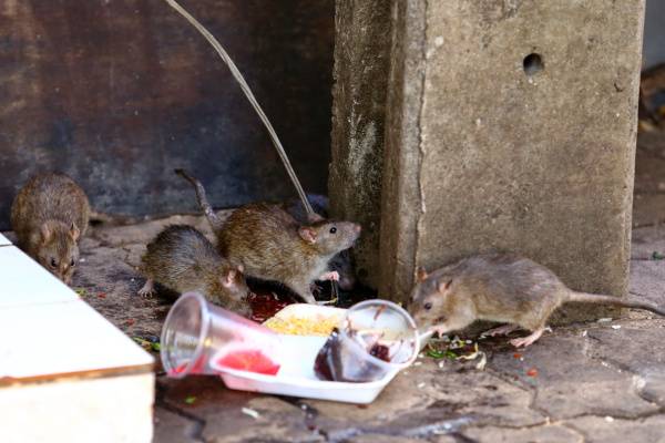 Half eaten meals in trash attract rodents-Beaverton OR-Croach Pest Control-600x400