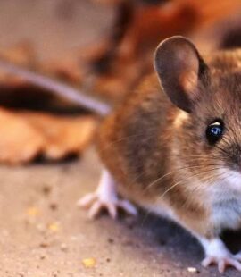 Mouse Exterminator-Boise ID-Adorable Deer Mouse-Croach Pest Control-800x400