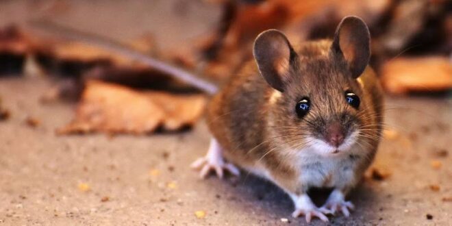 Mouse Exterminator-Boise ID-Adorable Deer Mouse-Croach Pest Control-800x400