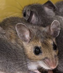 Mouse Exterminator-Boise ID-Mice nesting in cabinets-Croach Pest Control-800x400