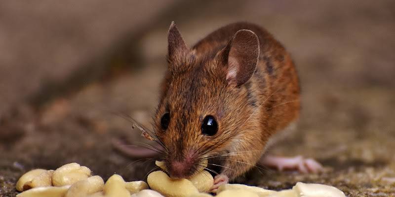 Rat Exterminator-Mukilteo Sumner Washington-Mouse with peanuts-Croach Pest Control-800x400