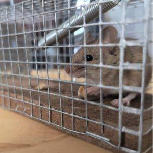 Rat Exterminator-Trapped Mouse-Seattle Mukilteo Sumner Washington-Croach Pest Control-500x500