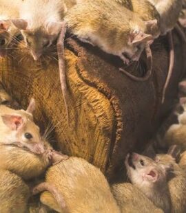 Rats in Covington-Teeming-Croach Pest Control-800x400