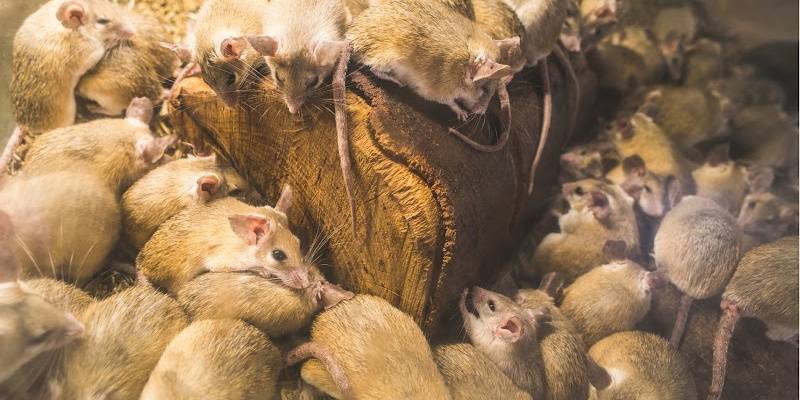 Rats in Covington-Teeming-Croach Pest Control-800x400