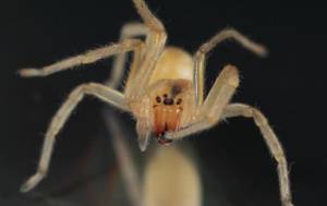 How To Get Rid of Sac Spiders  DIY Sac Spider Control Products