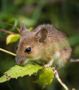 Get Rid of Mice in Frederick CO-Field mouse-Croach Pest Control-720x720
