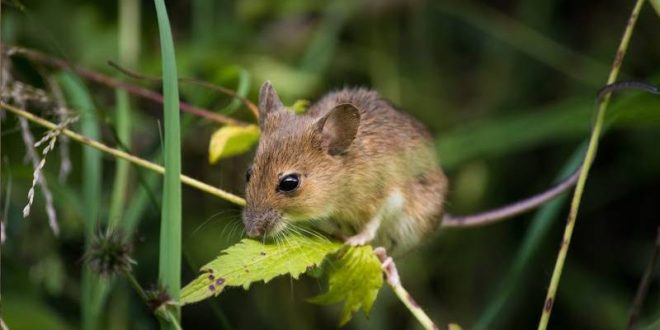 Get Rid of Mice in Frederick CO-Field mouse-Croach Pest Control-720x720