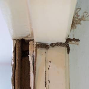 Termite-Prevention-Greenville-SC-Termite Damage