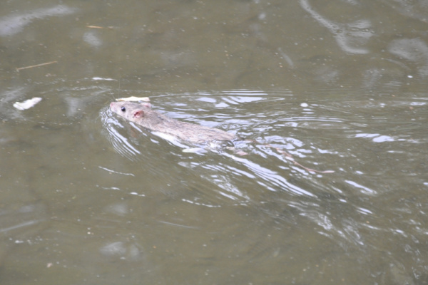 Sewer Rat-Rats are strong swimmers-Croach Pest Control-Portland OR-600x400