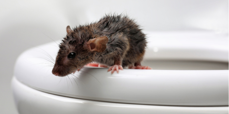 Sewer Rat-Young Rat Coming Out of Toilet-Croach Pest Control-Portland OR-800x400