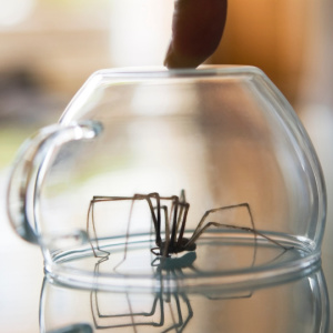 Capture spiders under tupperware or glass, move them outdoors - Aurora, CO Pest Control - Croach