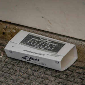 Glue Trap-Boise ID-Croach Pest Control-750x750