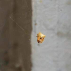 Orb Weaver Spider-Boise ID-Croach Pest Control-750x750