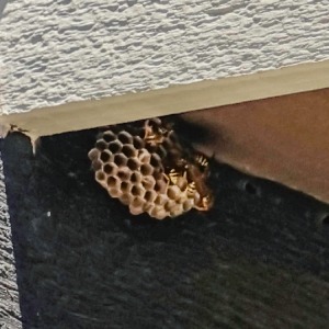 Wasp Nest House Eaves-Boise ID-Croach Pest Control-300x300