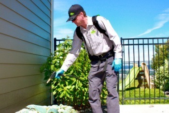 Pest Technician - Spraying Shrubs Along Foundation of Home 350x233