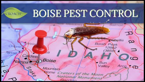 Pest Control Boise, ID Video Thumbnail - Croach