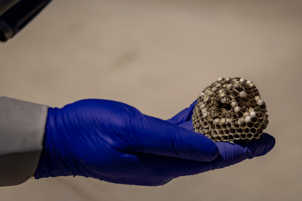 Croach wasp control technician holding wasp nest in hand