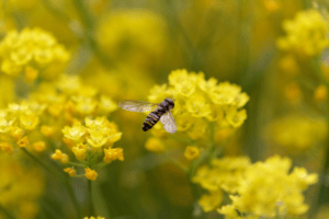 Wasp flying above flowers, spring in Boise ID