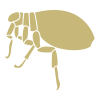 Flea Control - Get Rid of Fleas - Croach Pest Control