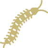 Millipede Treatment - Get Rid of Millipede - Croach Pest Control