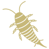 Silverfish Control - Get Rid of Silverfish - Croach Pest Control